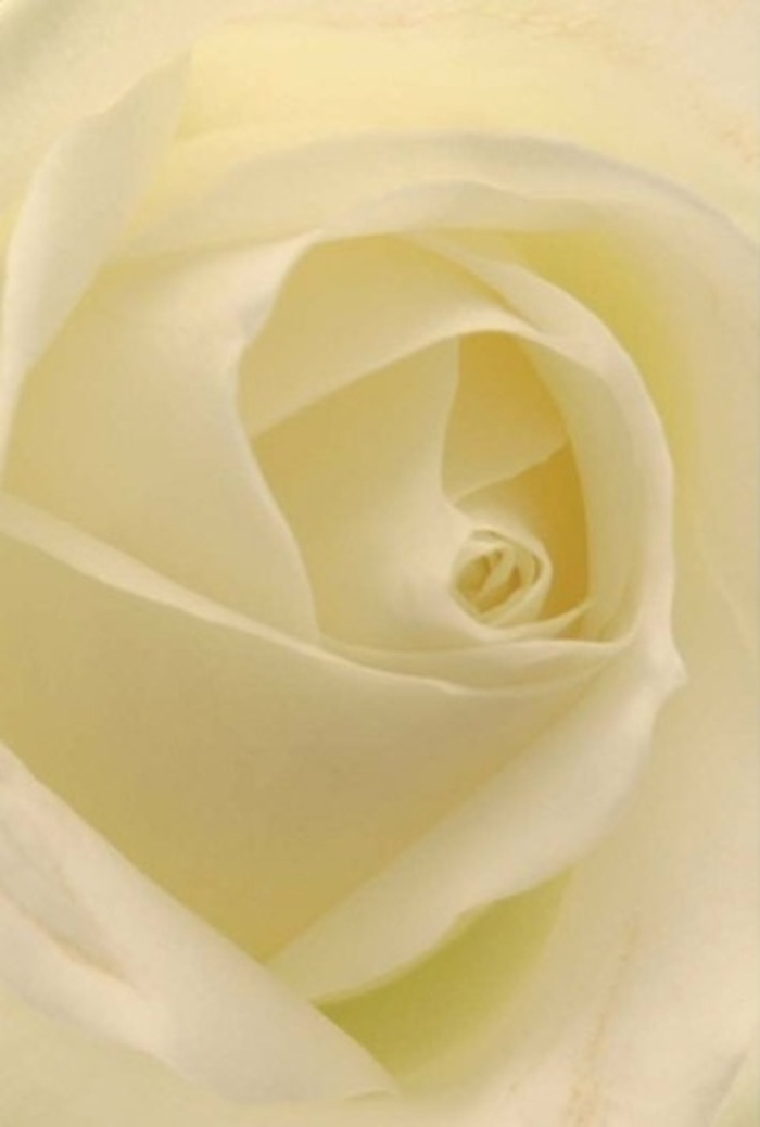 The image offers a close, almost meditative view into the centre of a classic white rose, capturing the bloom at that perfect moment when it is fully open but still firm and fresh. The entire frame is filled with its petals, so there is no distraction of stems, foliage, or background-only an intricate whirl of ivory layers folding over one another in a graceful spiral. The outer petals lie slightly flatter and broader, their edges soft and gently rounded, dusted with cool shadows that suggest a matte, satin-like texture. Moving inward, the petals tighten into a nested core, each one curling with purposeful precision, creating a sense of depth that draws the eye down into the rose's quiet heart. The colour is not a stark white, but a soothing blend of cream, pale vanilla, and subtle warmth where the light touches, reminiscent of the soft glow of evening light filtering through a Lower Clapton townhouse window. The illumination is diffused and caressing, smoothing away any sharp contrast and giving the flower a serene, luminous quality, as though it is lit from within by its own calm. As a florist familiar with the tender occasions of our local community-from heartfelt farewells at nearby chapels to intimate celebrations tucked away off Chatsworth Road-I see this rose as a versatile emblem of purity and respect. It would be just at home in a bridal hand-tie as in a single-stem sympathy tribute hand-delivered around E5. You can almost imagine the whisper-fine fragrance, fresh and gentle rather than heady, wrapping around whoever leans close. The photograph captures not only the rose's flawless structure, but also the quiet emotion behind choosing such a bloom when words are difficult to find.